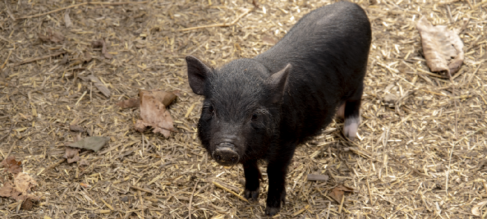 农业农村部答：目前全国生猪疫情总体平稳，生猪产能稳固